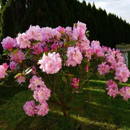 Sofia Haven In Nature With Pool